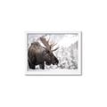 Picture of Elliot, the moose _GroupedProduct_Rectangle_Landscape_Photography _GroupedProduct_Rectangle_Landscape_Framed_Matted_