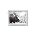 Picture of Elliot, the moose _GroupedProduct_Rectangle_Landscape_Photography _GroupedProduct_Rectangle_Landscape_Framed_Matted_