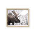 Picture of Elliot, the moose _GroupedProduct_Rectangle_Landscape_Photography _GroupedProduct_Rectangle_Landscape_Framed_Matted_