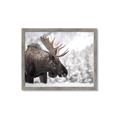 Picture of Elliot, the moose _GroupedProduct_Rectangle_Landscape_Photography _GroupedProduct_Rectangle_Landscape_Framed_Matted_