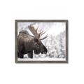 Picture of Elliot, the moose _GroupedProduct_Rectangle_Landscape_Photography _GroupedProduct_Rectangle_Landscape_Framed_Matted_