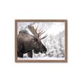 Picture of Elliot, the moose _GroupedProduct_Rectangle_Landscape_Photography _GroupedProduct_Rectangle_Landscape_Framed_Matted_