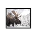Picture of Elliot, the moose _GroupedProduct_Rectangle_Landscape_Photography _GroupedProduct_Rectangle_Landscape_Framed_Matted_