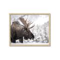 Picture of Elliot, the moose _GroupedProduct_Rectangle_Landscape_Photography _GroupedProduct_Rectangle_Landscape_Framed_Matted_