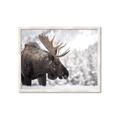 Picture of Elliot, the moose _GroupedProduct_Rectangle_Landscape_Photography _GroupedProduct_Rectangle_Landscape_Framed_Matted_