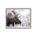 Picture of Elliot, the moose _GroupedProduct_Rectangle_Landscape_Photography _GroupedProduct_Rectangle_Landscape_Framed_Matted_