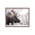 Picture of Elliot, the moose _GroupedProduct_Rectangle_Landscape_Photography _GroupedProduct_Rectangle_Landscape_Framed_Matted_