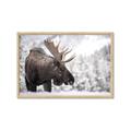 Picture of Elliot, the moose _GroupedProduct_Rectangle_Landscape_Photography _GroupedProduct_Rectangle_Landscape_Framed_Matted_