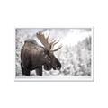 Picture of Elliot, the moose _GroupedProduct_Rectangle_Landscape_Photography _GroupedProduct_Rectangle_Landscape_Framed_Matted_