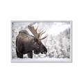 Picture of Elliot, the moose _GroupedProduct_Rectangle_Landscape_Photography _GroupedProduct_Rectangle_Landscape_Framed_Matted_