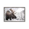 Picture of Elliot, the moose _GroupedProduct_Rectangle_Landscape_Photography _GroupedProduct_Rectangle_Landscape_Framed_Matted_