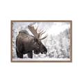 Picture of Elliot, the moose _GroupedProduct_Rectangle_Landscape_Photography _GroupedProduct_Rectangle_Landscape_Framed_Matted_