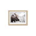 Picture of Elliot, the moose _GroupedProduct_Rectangle_Landscape_Photography _GroupedProduct_Rectangle_Landscape_Framed_Matted_