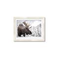 Picture of Elliot, the moose _GroupedProduct_Rectangle_Landscape_Photography _GroupedProduct_Rectangle_Landscape_Framed_Matted_