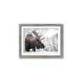 Picture of Elliot, the moose _GroupedProduct_Rectangle_Landscape_Photography _GroupedProduct_Rectangle_Landscape_Framed_Matted_