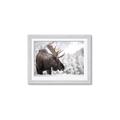 Picture of Elliot, the moose _GroupedProduct_Rectangle_Landscape_Photography _GroupedProduct_Rectangle_Landscape_Framed_Matted_