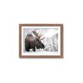 Picture of Elliot, the moose _GroupedProduct_Rectangle_Landscape_Photography _GroupedProduct_Rectangle_Landscape_Framed_Matted_