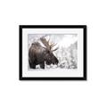 Picture of Elliot, the moose _GroupedProduct_Rectangle_Landscape_Photography _GroupedProduct_Rectangle_Landscape_Framed_Matted_