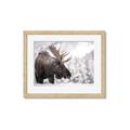 Picture of Elliot, the moose _GroupedProduct_Rectangle_Landscape_Photography _GroupedProduct_Rectangle_Landscape_Framed_Matted_