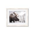 Picture of Elliot, the moose _GroupedProduct_Rectangle_Landscape_Photography _GroupedProduct_Rectangle_Landscape_Framed_Matted_