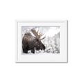 Picture of Elliot, the moose _GroupedProduct_Rectangle_Landscape_Photography _GroupedProduct_Rectangle_Landscape_Framed_Matted_