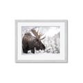 Picture of Elliot, the moose _GroupedProduct_Rectangle_Landscape_Photography _GroupedProduct_Rectangle_Landscape_Framed_Matted_