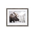 Picture of Elliot, the moose _GroupedProduct_Rectangle_Landscape_Photography _GroupedProduct_Rectangle_Landscape_Framed_Matted_