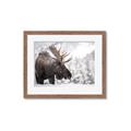 Picture of Elliot, the moose _GroupedProduct_Rectangle_Landscape_Photography _GroupedProduct_Rectangle_Landscape_Framed_Matted_