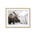 Picture of Elliot, the moose _GroupedProduct_Rectangle_Landscape_Photography _GroupedProduct_Rectangle_Landscape_Framed_Matted_