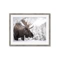 Picture of Elliot, the moose _GroupedProduct_Rectangle_Landscape_Photography _GroupedProduct_Rectangle_Landscape_Framed_Matted_
