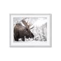 Picture of Elliot, the moose _GroupedProduct_Rectangle_Landscape_Photography _GroupedProduct_Rectangle_Landscape_Framed_Matted_