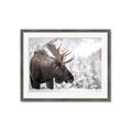 Picture of Elliot, the moose _GroupedProduct_Rectangle_Landscape_Photography _GroupedProduct_Rectangle_Landscape_Framed_Matted_