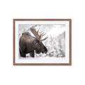 Picture of Elliot, the moose _GroupedProduct_Rectangle_Landscape_Photography _GroupedProduct_Rectangle_Landscape_Framed_Matted_