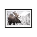 Picture of Elliot, the moose _GroupedProduct_Rectangle_Landscape_Photography _GroupedProduct_Rectangle_Landscape_Framed_Matted_