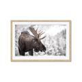 Picture of Elliot, the moose _GroupedProduct_Rectangle_Landscape_Photography _GroupedProduct_Rectangle_Landscape_Framed_Matted_