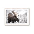 Picture of Elliot, the moose _GroupedProduct_Rectangle_Landscape_Photography _GroupedProduct_Rectangle_Landscape_Framed_Matted_