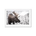 Picture of Elliot, the moose _GroupedProduct_Rectangle_Landscape_Photography _GroupedProduct_Rectangle_Landscape_Framed_Matted_