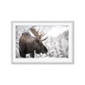 Picture of Elliot, the moose _GroupedProduct_Rectangle_Landscape_Photography _GroupedProduct_Rectangle_Landscape_Framed_Matted_