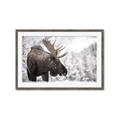 Picture of Elliot, the moose _GroupedProduct_Rectangle_Landscape_Photography _GroupedProduct_Rectangle_Landscape_Framed_Matted_