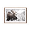 Picture of Elliot, the moose _GroupedProduct_Rectangle_Landscape_Photography _GroupedProduct_Rectangle_Landscape_Framed_Matted_