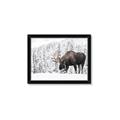Picture of Winter Moose _GroupedProduct_Rectangle_Landscape_Photography _GroupedProduct_Rectangle_Landscape_Framed_Matted_