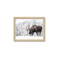 Picture of Winter Moose _GroupedProduct_Rectangle_Landscape_Photography _GroupedProduct_Rectangle_Landscape_Framed_Matted_