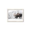 Picture of Winter Moose _GroupedProduct_Rectangle_Landscape_Photography _GroupedProduct_Rectangle_Landscape_Framed_Matted_