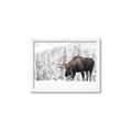 Picture of Winter Moose _GroupedProduct_Rectangle_Landscape_Photography _GroupedProduct_Rectangle_Landscape_Framed_Matted_