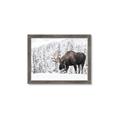 Picture of Winter Moose _GroupedProduct_Rectangle_Landscape_Photography _GroupedProduct_Rectangle_Landscape_Framed_Matted_