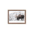 Picture of Winter Moose _GroupedProduct_Rectangle_Landscape_Photography _GroupedProduct_Rectangle_Landscape_Framed_Matted_
