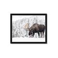 Picture of Winter Moose _GroupedProduct_Rectangle_Landscape_Photography _GroupedProduct_Rectangle_Landscape_Framed_Matted_