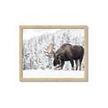 Picture of Winter Moose _GroupedProduct_Rectangle_Landscape_Photography _GroupedProduct_Rectangle_Landscape_Framed_Matted_