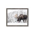 Picture of Winter Moose _GroupedProduct_Rectangle_Landscape_Photography _GroupedProduct_Rectangle_Landscape_Framed_Matted_