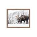 Picture of Winter Moose _GroupedProduct_Rectangle_Landscape_Photography _GroupedProduct_Rectangle_Landscape_Framed_Matted_